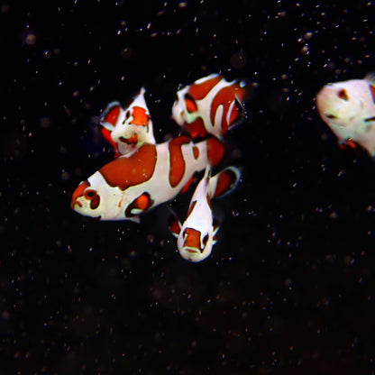 Orange Storm Clownfish