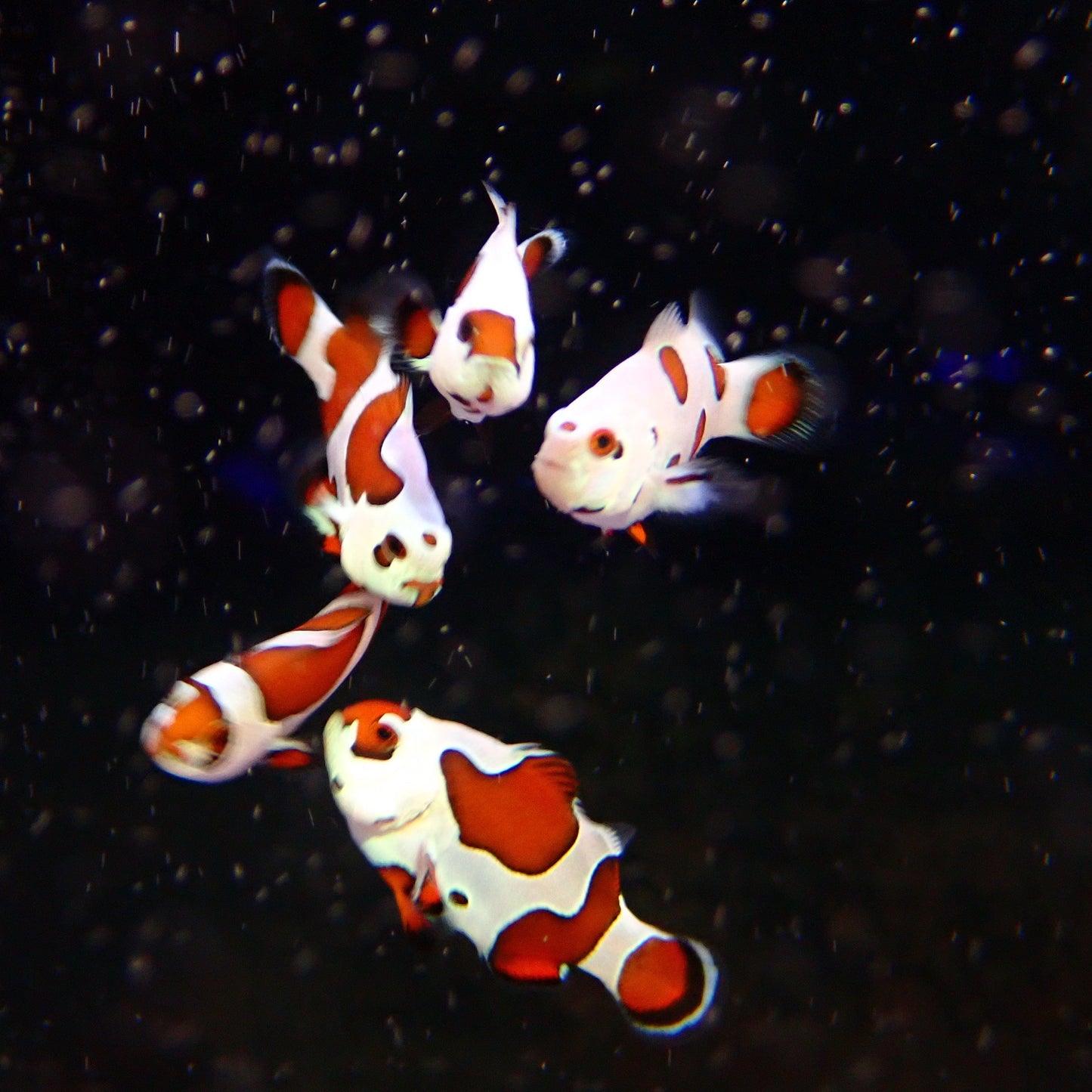 Orange Storm Clownfish
