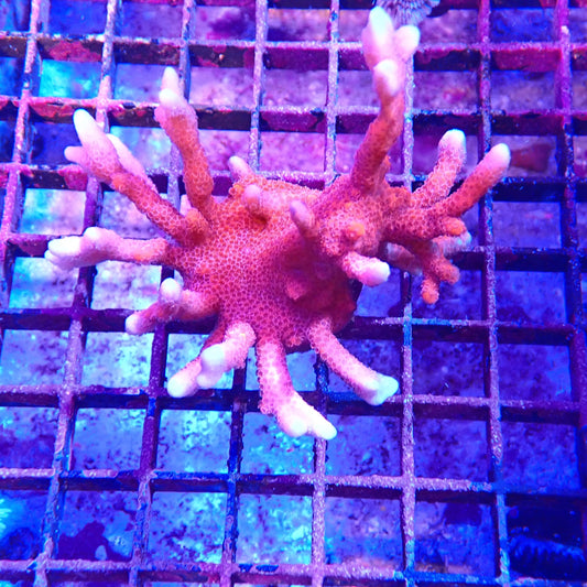 WYSIWYG - Pink Montipora Digitata