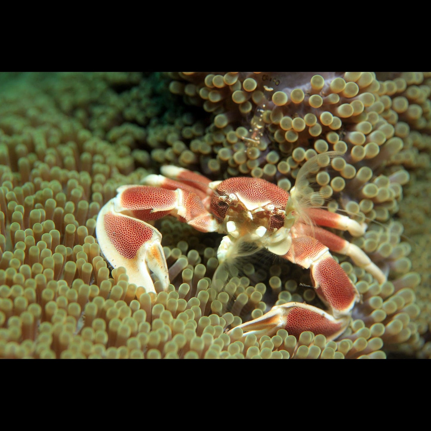 Porcelain Anemone Crab (Pickup Only)