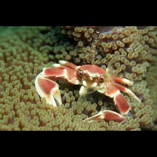 Porcelain Anemone Crab (Pickup Only)