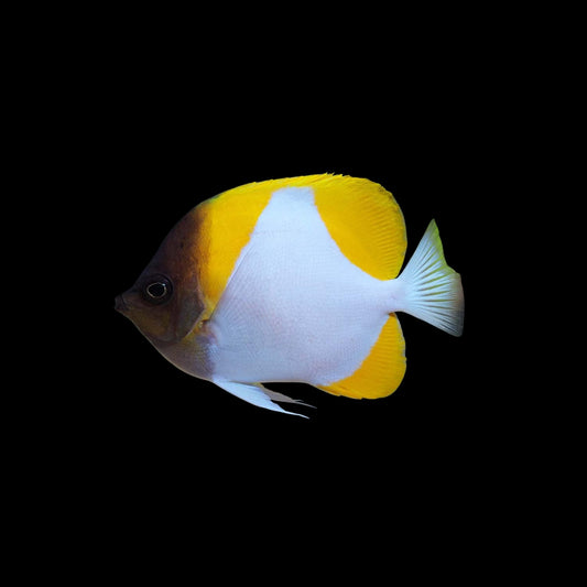 Pyramid Butterfly (Pickup Only)