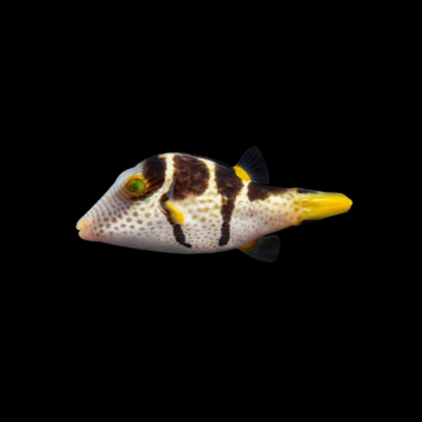Valentini Puffer