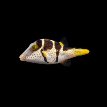 Valentini Puffer