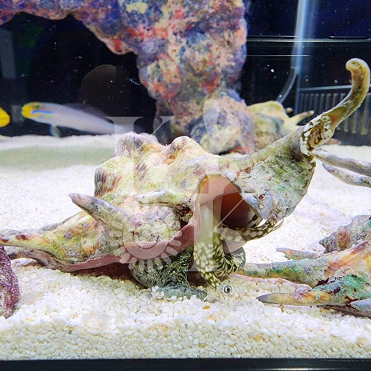 Spider Stromb