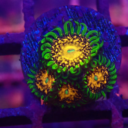 Texas Grim Reaper Zoanthid Frag