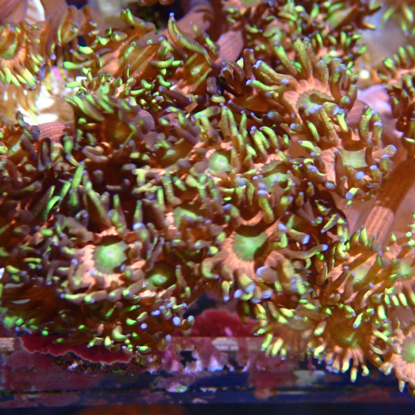 Ultra Goni Frag