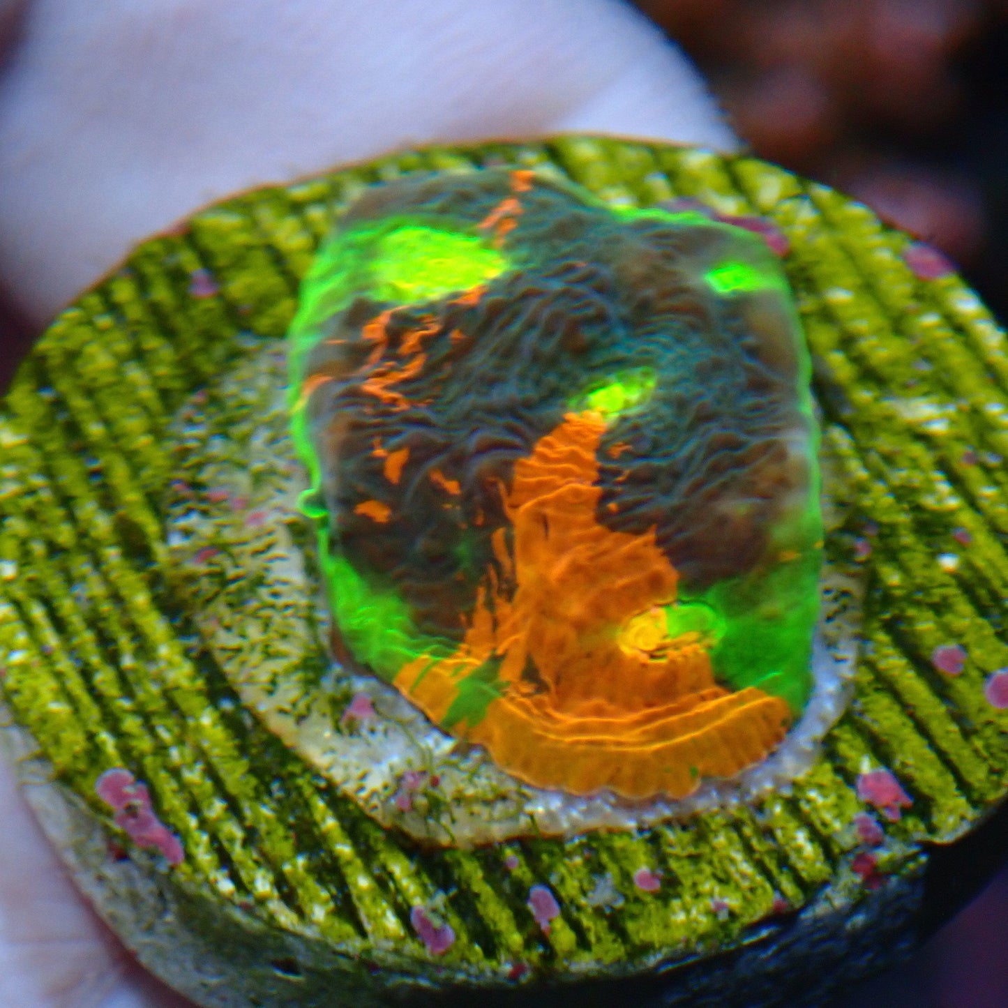 WYSIWYG Chalice 1