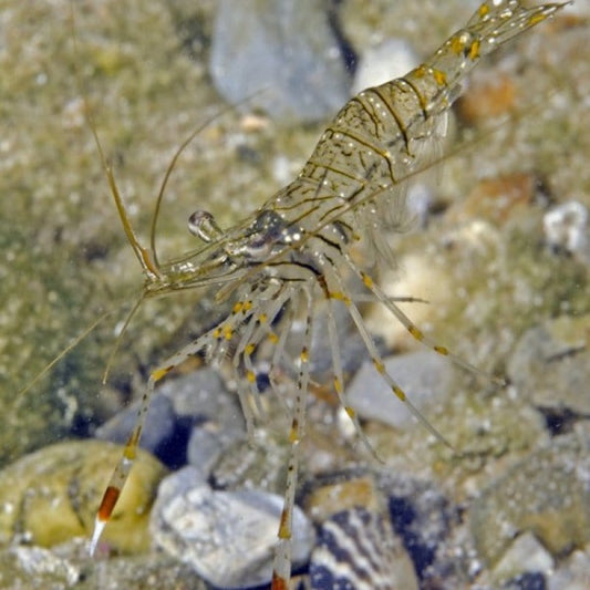 White Glove Shrimp