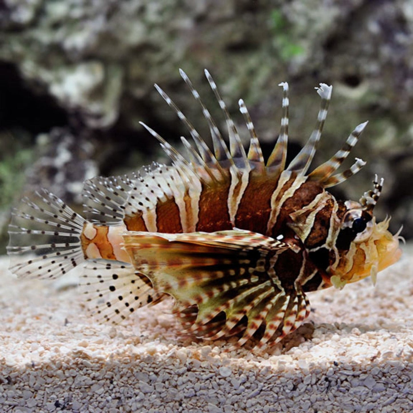 Zebra Lionfish (Pickup Only)
