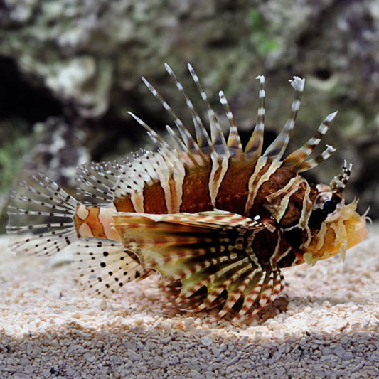 Zebra Lionfish (Pickup Only)