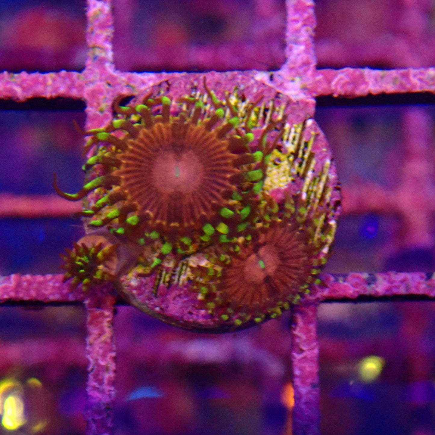 Aphrodite Zoanthid Frag