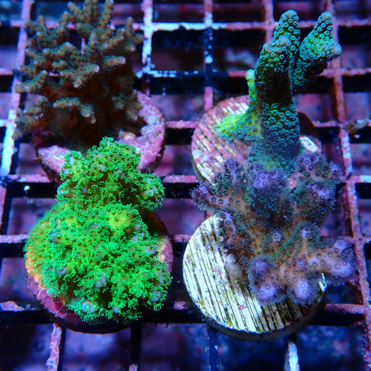 Beginner SPS Pack 1