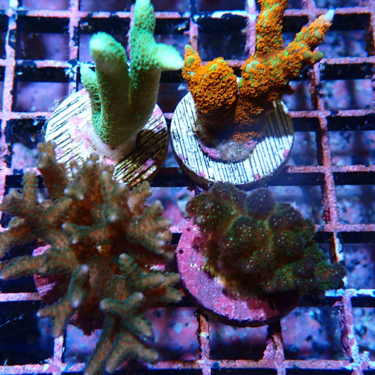 Beginner SPS Pack 2