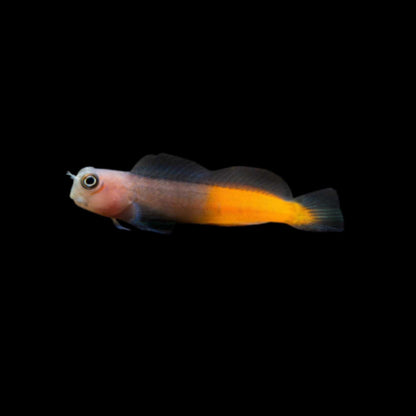 Bicolour Blenny