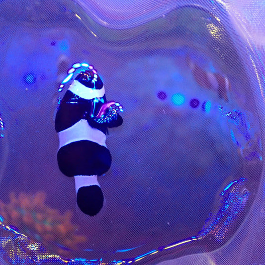 Black Clownfish