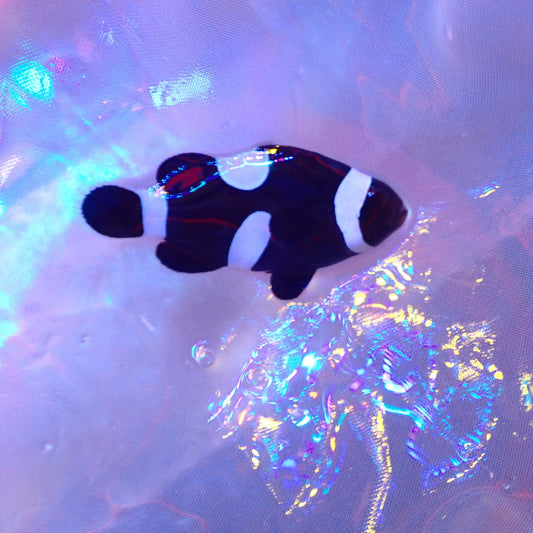 Black Misbar Clownfish