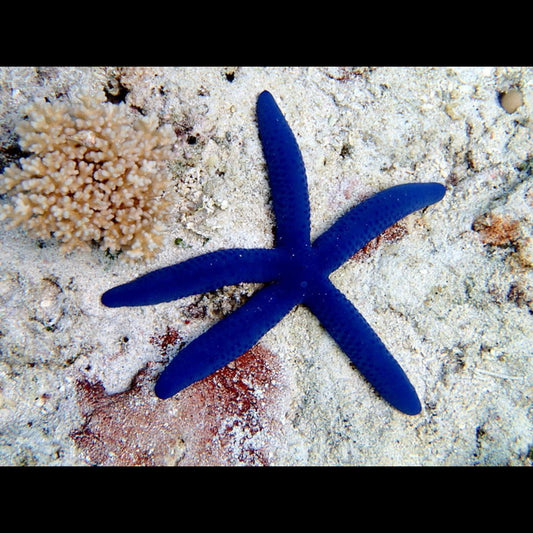 Blue Starfish (Pickup Only)