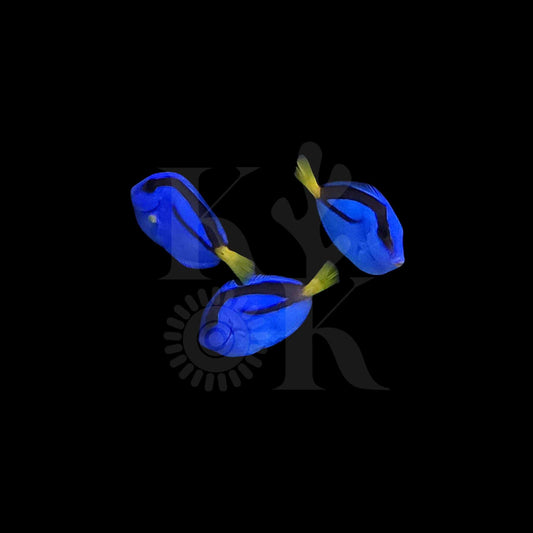 Blue Tang