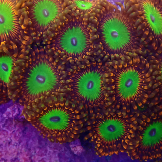 Candy Apple Orange Zoanthid Frag