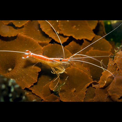 Red Line Cleaner Shrimp