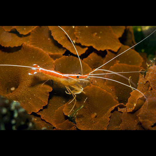 Red Line Cleaner Shrimp (Pickup Only)