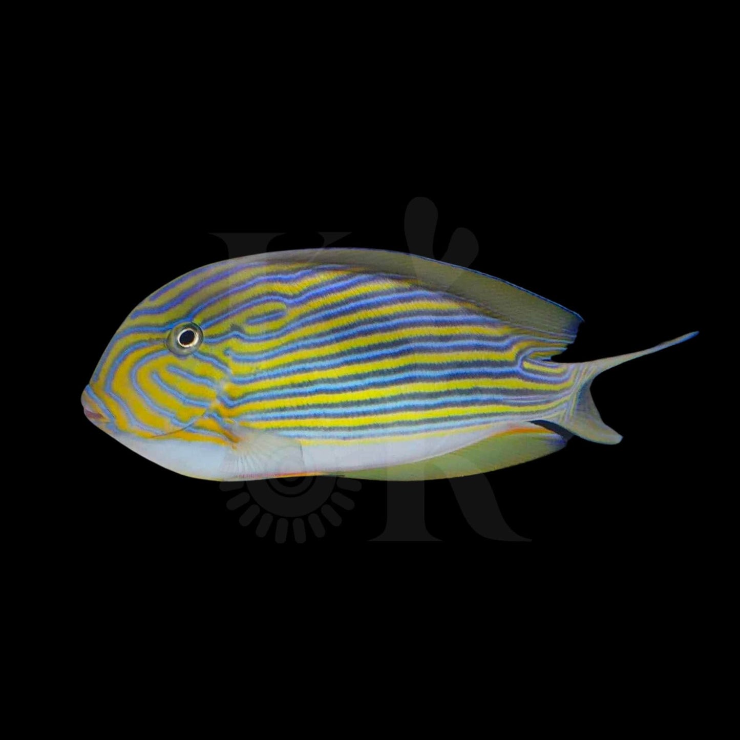 Clown Tang (Pickup Only)