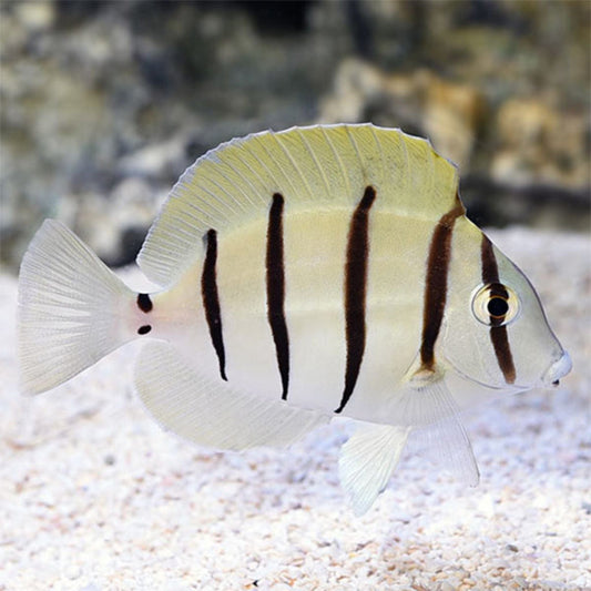 Convict Tang (Pickup Only)