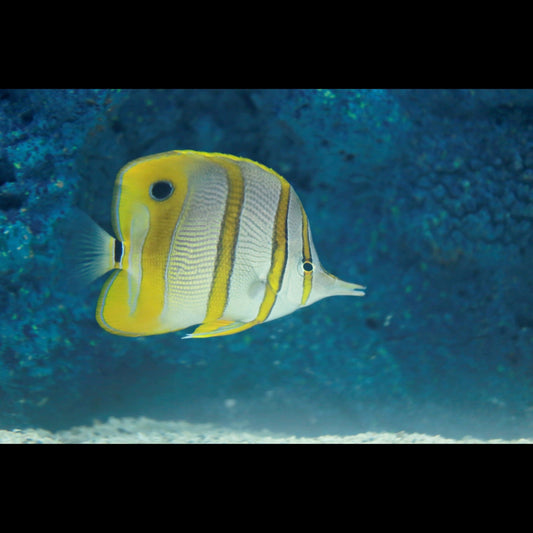 Copperband Butterfly (Pickup Only)