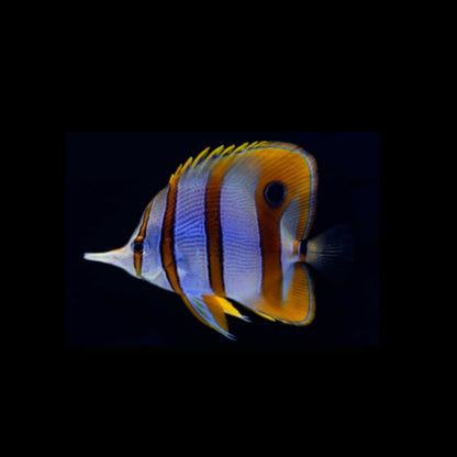 Copperband Butterfly (Pickup Only)