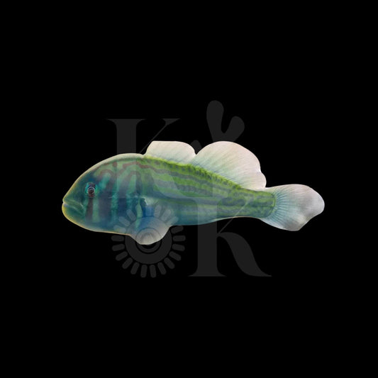 Maori Coral Goby