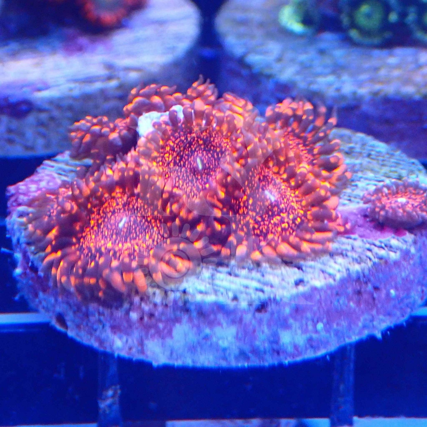 Darth Maul Zoanthid Frag