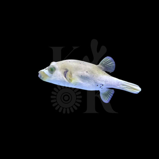 Dog face Puffer (Pickup Only)