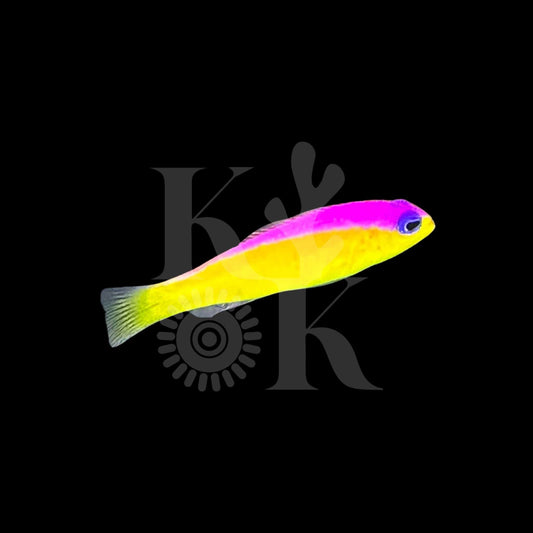 Diadema Dottyback (Pickup Only)