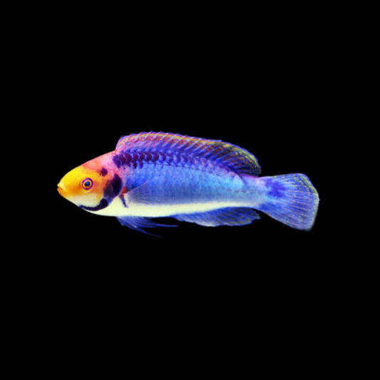 Fairy Solorensis Red-eye M Wrasse