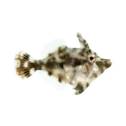 Filefish