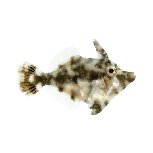 Filefish