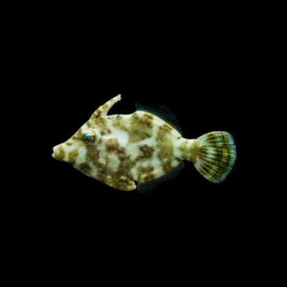 Filefish