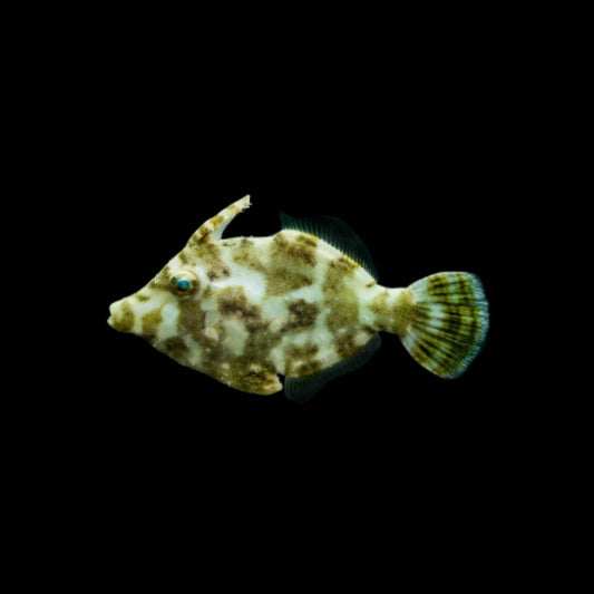 Filefish