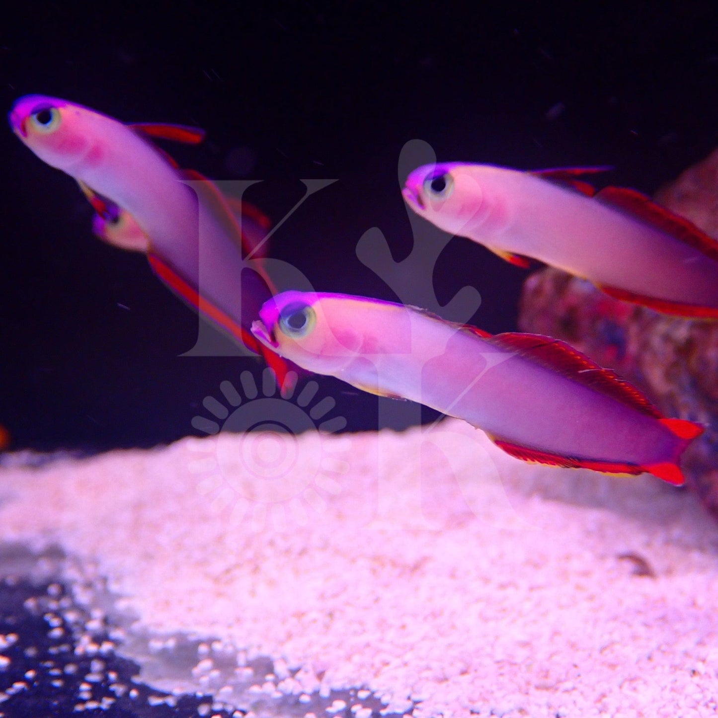 Purple Firefish