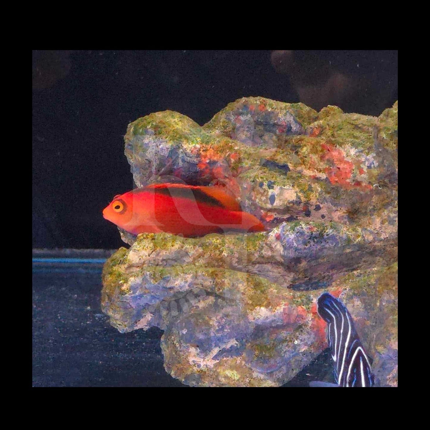 Flame Hawkfish