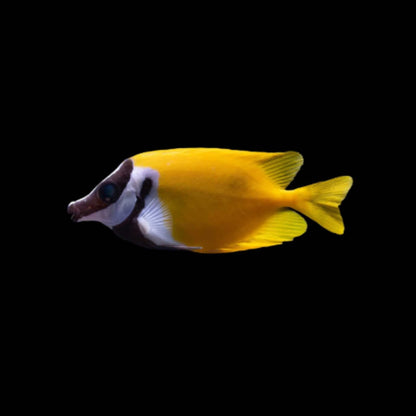 Foxface Rabbitfish