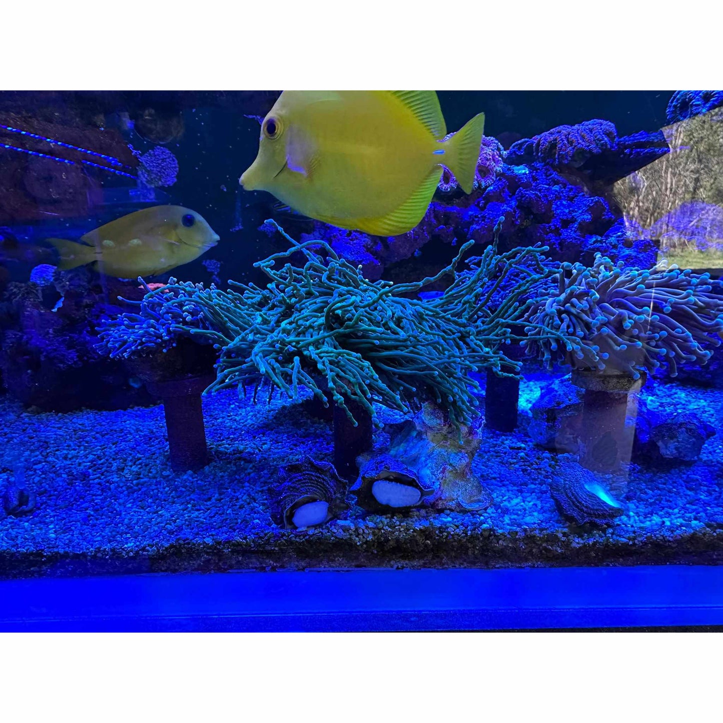 Frag stand