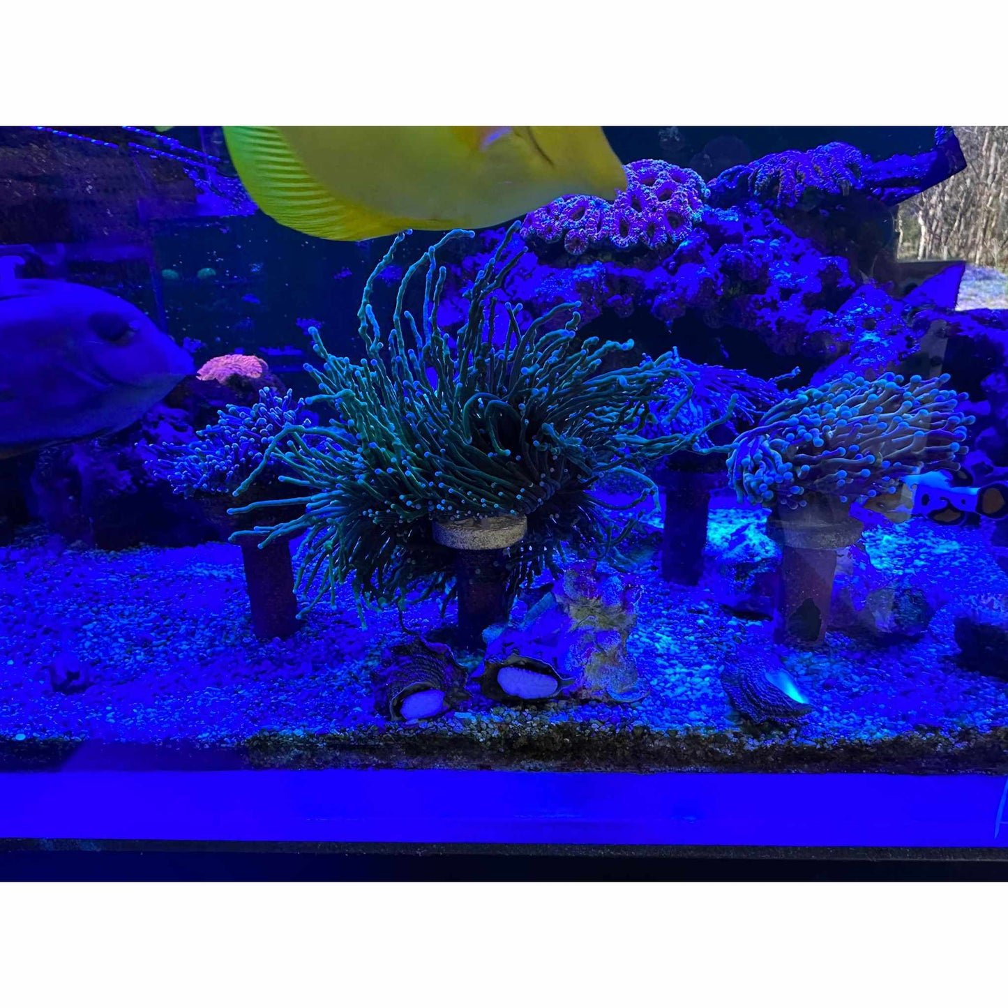 Frag stand