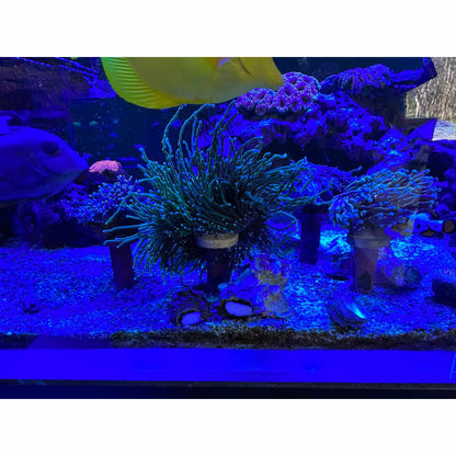 Frag stand