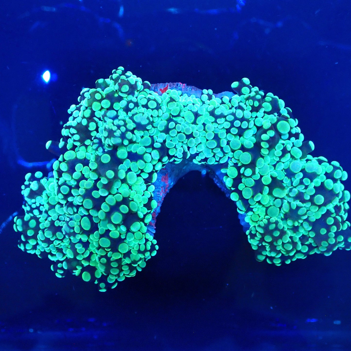WYSIWYG Frogspawn 2