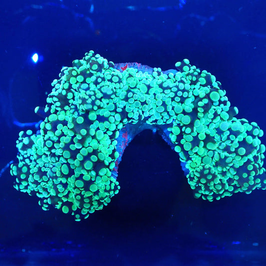 WYSIWYG Frogspawn 2
