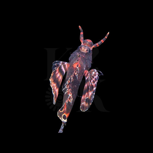 Fu Manchu Lionfish (Pickup Only)