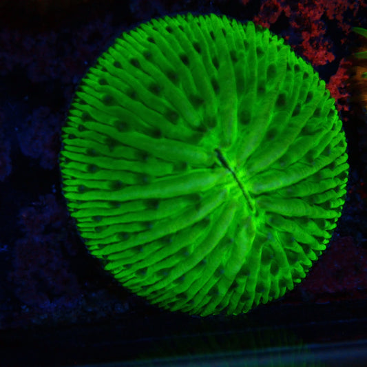 WYSIWYG Fungia 9