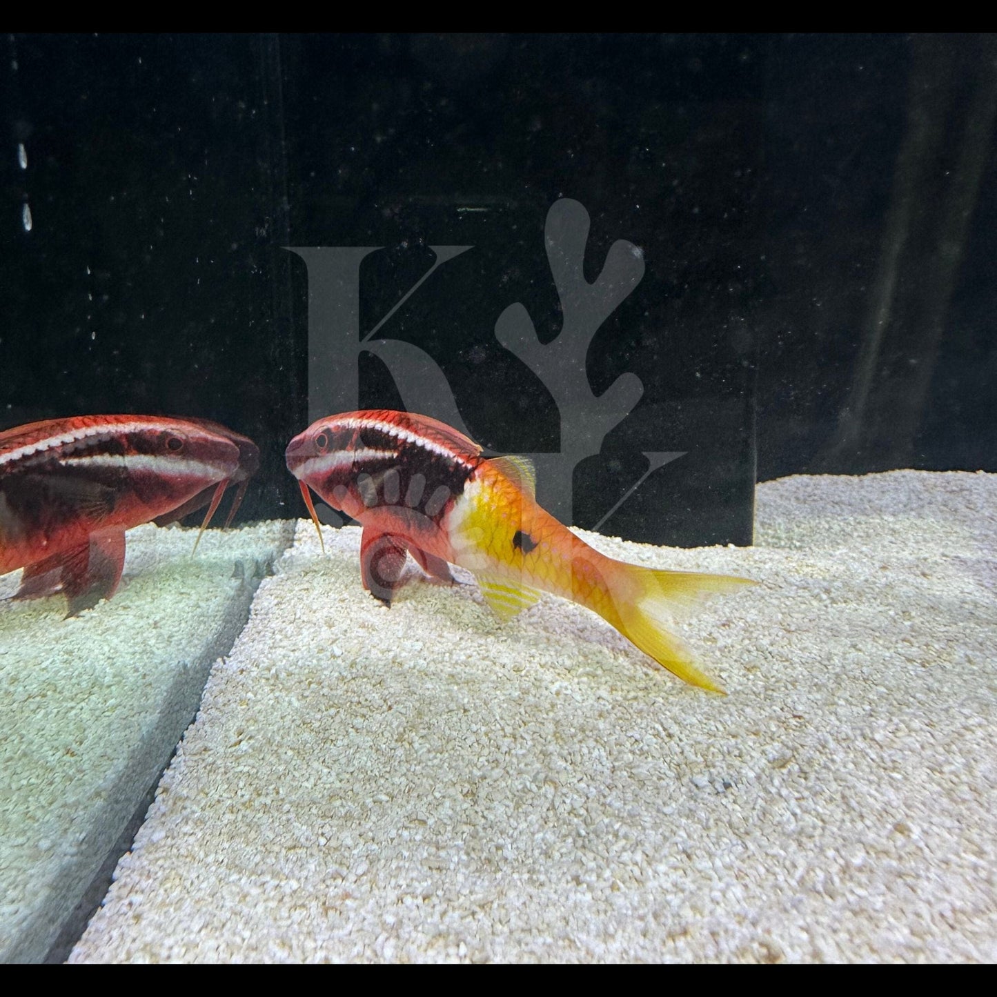 Goat Fish (Pickup Only)